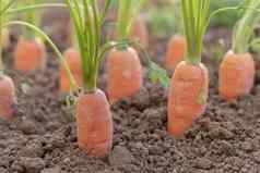 胡萝卜日益增长的有机蔬菜花园