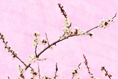 精致的分支开花水果树粉红色的背景