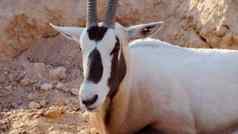 白色大羚羊阿拉伯动物园阿拉伯阿联酋航空公司