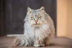 猫美丽的毛茸茸的灰色的颜色走在户外冬天