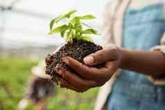 特写镜头农民持有培养土壤手农民持有发芽植物土壤农民持有污垢日益增长的植物非洲美国农民持有盛开的植物土壤