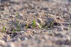 年轻的植物冬天小麦年轻的小麦作物场场年轻的小麦大麦黑麦年轻的绿色小麦日益增长的土壤