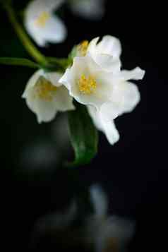 分支盛开的香白色茉莉花花