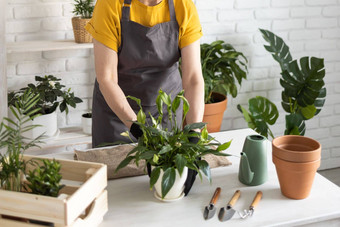 春天室内<strong>植物</strong>护理特写镜头报告室内<strong>植物</strong>醒着的室内<strong>植物</strong>春天中间岁的女人移植<strong>植物</strong>能首页园丁移植<strong>植物</strong>Spathiphyllum