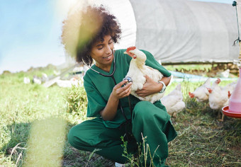 农业兽医黑色的女人听诊器鸡健康检查健康检查家禽农业医疗保健护士工具医疗护理兽医咨询研究