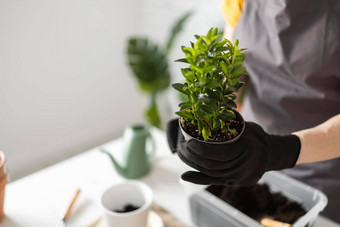 特写镜头春天室内<strong>植物</strong>护理报告室内<strong>植物</strong>醒着的室内<strong>植物</strong>春天复制空间女移植<strong>植物</strong>能首页园丁移植绿色<strong>植物</strong>