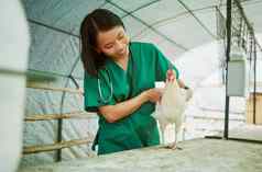 兽医女人鸡医疗保健农场医疗评估行业增长分析母鸡房子快乐亚洲动物医生家禽工人健康检查鸟流感精品