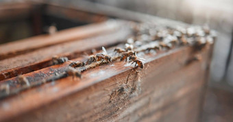 蜜蜂木昆虫蜂蜜生产可持续发展的农业生态友好的农场过程农业错误准备好了生产收获有机生健康的蜂窝盒子
