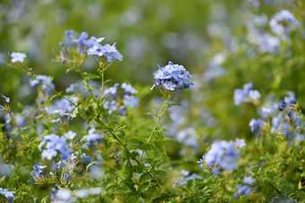 美丽的花<strong>石墨</strong>角<strong>石墨</strong>开花植物家庭鳞毛蕨科