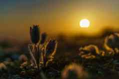 梦美丽的草白头翁帕滕斯花朵春天山金色调设置太阳大气春天背景