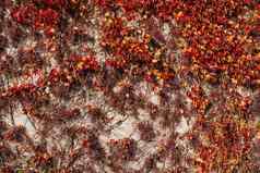 红色的艾薇墙房子古董乡村德国破旧的小房子色彩斑斓的grapevine-covered墙秋天红色的叶子维吉尼亚州爬虫他来了摘要古老的杂草丛生的房子