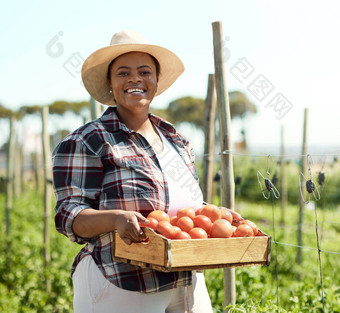 肖像农民携带箱西红柿年轻的农民收获新鲜的西红柿非洲美国农民持有盒子西红柿农民收获生有机生产