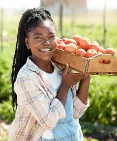 农民收获有机西红柿快乐农民携带箱西红柿非洲美国农民持有箱新鲜的西红柿肖像快乐农民携带新鲜的西红柿