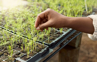 植物草本植物日益增长的土壤手<strong>农民</strong>触碰日益增长的植物特写镜头<strong>农民</strong>检查植物床<strong>农民</strong>培养作物节约植物