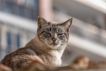 流浪猫相机