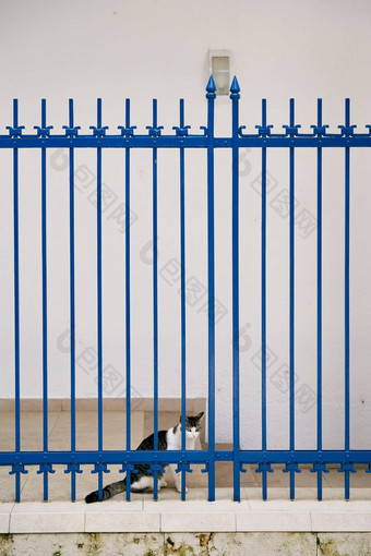 虎斑猫坐在关闭蓝色的金属门白色墙