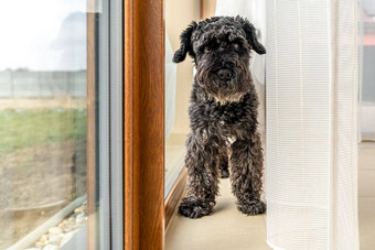 小黑色的狗窗口窗帘房子雪纳瑞犬