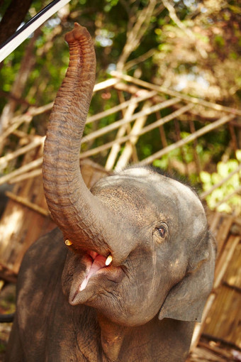 开放宽年轻的亚洲大象持有口开放美联储泰国