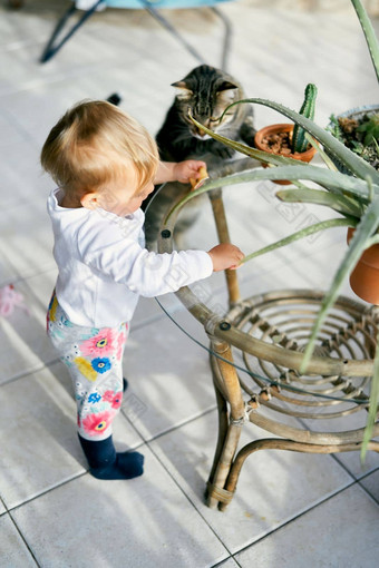 小孩子站阳台表格绿色花盆持有饼干手虎斑猫附近的