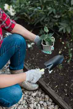 女手持有土壤年轻的植物种植幼苗土壤肩膀叶片附近的概念保护自然农业园艺