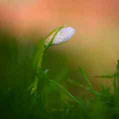 春天花开花白色植物春天自然色彩斑斓的背景雪花属Nivalis