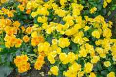 品种盆栽黄色的彩色的秋海棠属植物花花园