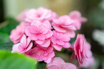 盛开的粉红色的绣球花绣球花花温柔的香味花园