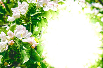 白色空间文本绿色春天包围粉红色的白色水果树花