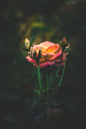 花园玫瑰黄色的玫瑰玫瑰花园孟加拉花园玫瑰