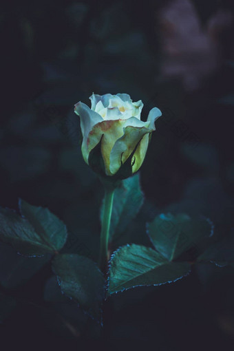 花园玫瑰白色玫瑰玫瑰花园孟加拉花园玫瑰