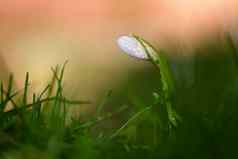 春天花开花白色植物春天自然色彩斑斓的背景雪花属Nivalis
