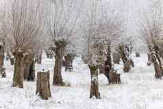 田园雪牧场泛滥平原冷冬天