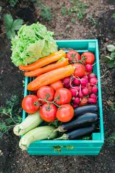 木盒子填满新鲜的蔬菜花园收获园艺