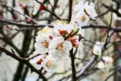 可爱的精致的花春天水果树未来美味的水果