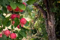 红色的苹果生长分支绿色树叶苹果树