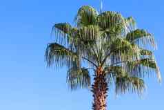 棕榈树风蓝色的天空背景夏天假期热带自然概念