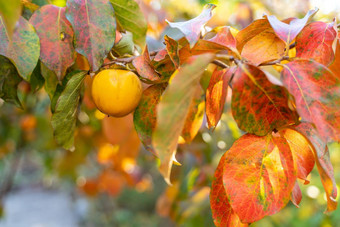 柿子成熟的水果花园树分支机构成熟的柿子水果阳光明媚的一天