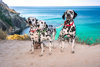 听话达尔马提亚狗坐背景Azure海老板狗红色的项圈绿色概念假期旅行海宠物