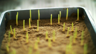 特写镜头基因修改年轻的绿色豆芽土壤<strong>小盒子</strong>特殊的室科学实验室发芽种子谷物繁殖作物
