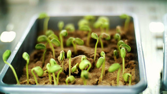 特写镜头年轻的绿色豆芽土壤地面日益增长的豆芽发芽种子谷物繁殖作物小盒子特殊的室实验室