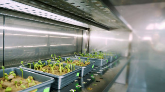 日益增长的年轻的绿色豆芽土壤小盒子货架上特殊的室现代聪明的实验室日益增长的发芽种子谷物繁殖作物