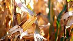 特写镜头玉米娃娃阳光玉米作物干玉米树提示收获选择品种玉米