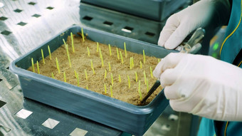 关闭戴着手套手实验室工人评论日益增长的年轻的绿色豆芽土壤小盒子实验室科学实验室研究生物技术转基因生物概念