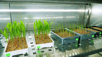 日益增长的年轻的绿色豆芽土壤小盒子货架上特殊的室现代聪明的实验室日益增长的发芽种子谷物繁殖作物