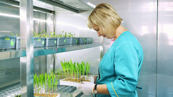 实验室工人评论日益增长的年轻的绿色豆芽土壤小盒子货架上特殊的室实验室科学实验室研究生物技术转基因生物概念