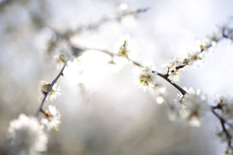 美丽的樱桃树开花春天美自然温柔的樱桃分支机构阳光明媚的春天一天在户外盛开的白色树白色开花春天布什阳光