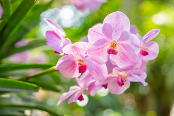 特写镜头红色的粉红色的兰花蝴蝶 兰花束花兰花兰花泰国