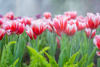 美丽的红色的白色郁金香花园<strong>春</strong>天未<strong>来春</strong>天季节背景概念