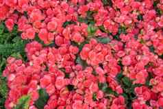 品种盆栽粉红色的彩色的秋海棠属植物花花园