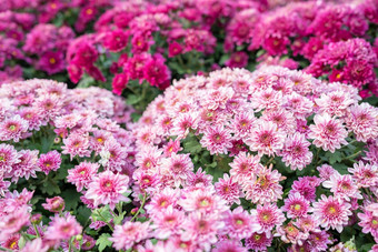 菊花模式花公园集群粉红色的菊花花